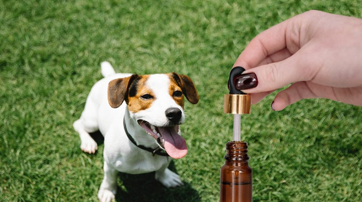 How to Administer Cbd Oil for Dogs
