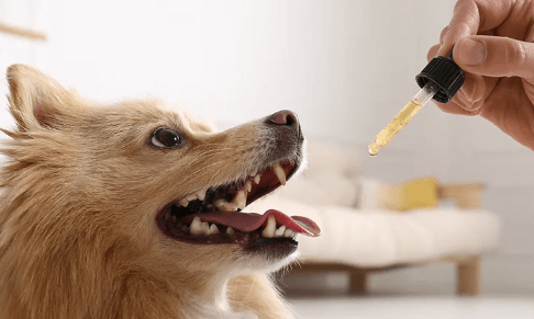 What Is the Best Cbd for Dogs With Seizures
