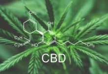 How Long Does Cbd Stay in Your Blood