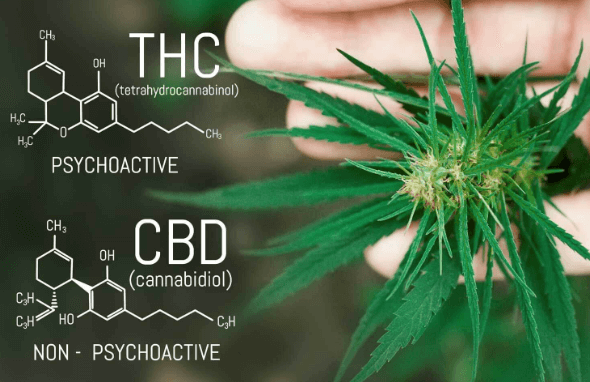  How Long Does Cbd Stay in Your Blood