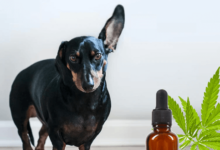 How Much Cbd for Dogs