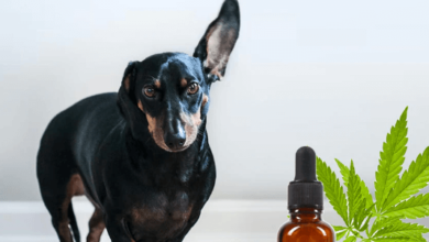 How Much Cbd for Dogs