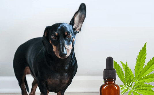 How Much Cbd for Dogs