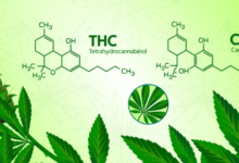 What Is Cbd and Thc