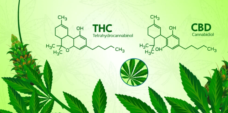 What Is Cbd and Thc