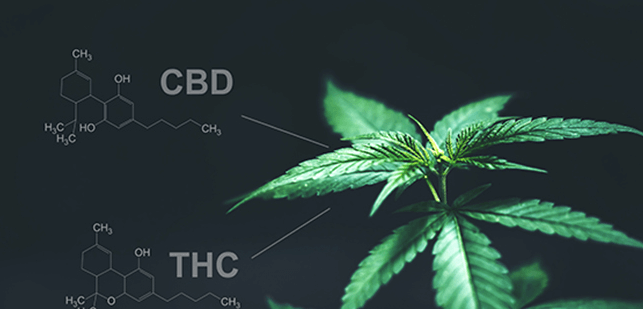 What Is Cbd and Thc