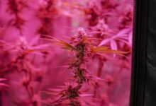 cannabinoids cbg and cbd