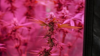 cannabinoids cbg and cbd