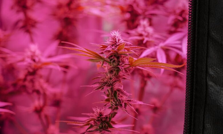 cannabinoids cbg and cbd