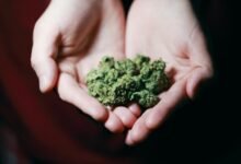 cannabis with cbd content