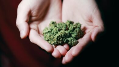 cannabis with cbd content