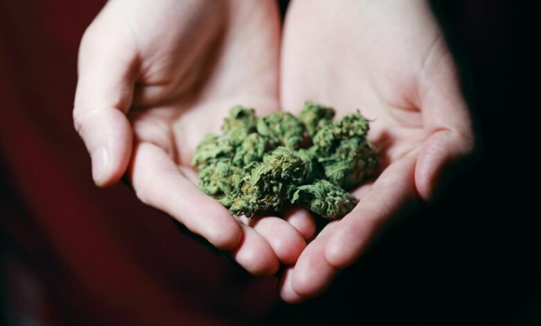 cannabis with cbd content