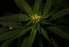 cbd flower possession limits