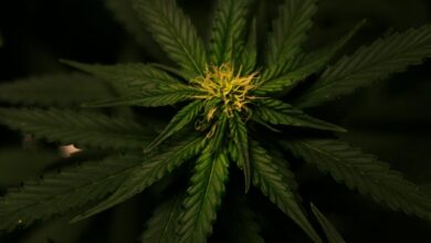 cbd flower shelf life