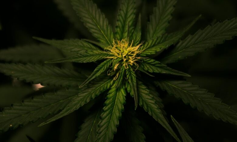 cbd flower shelf life