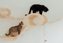 cbd oil safety for cats