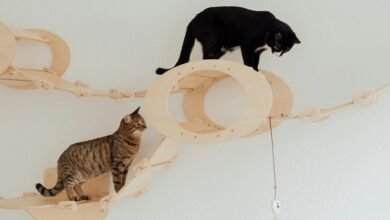 cbd oil safety for cats