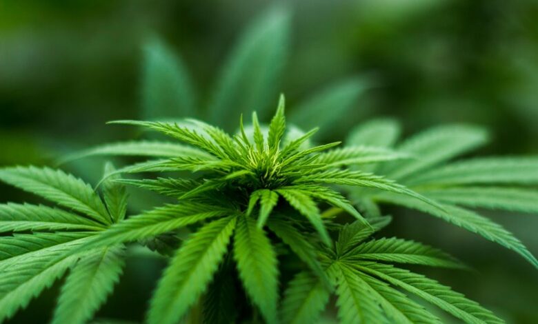 cbd overdose concerns addressed