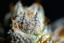 high cannabidiol concentration explanation