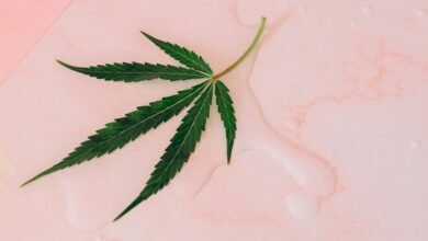 legality of growing cbd
