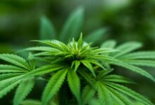 recess contains cbd products