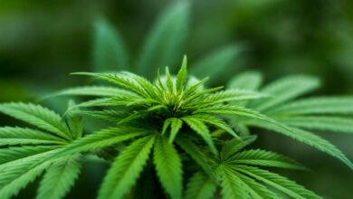 recess contains cbd products