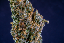 Indica vs. Sativa vs. Hybrid: What's Really the Difference?