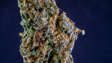 Indica vs. Sativa vs. Hybrid: What's Really the Difference?