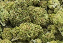Cannabis Marketing Agency Services for Dispensaries and Farms
