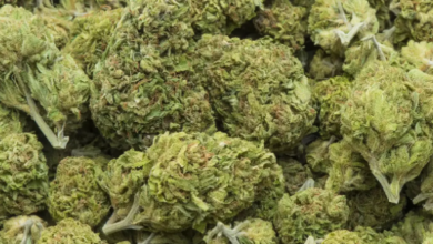 Cannabis Marketing Agency Services for Dispensaries and Farms