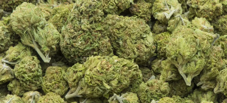 Cannabis Marketing Agency Services for Dispensaries and Farms