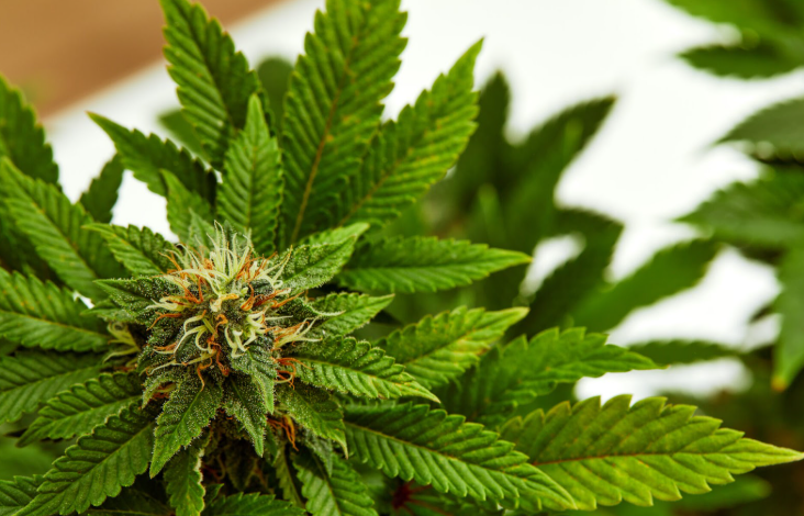 How a Cannabis Marketing Agency Supports Retail Expansion